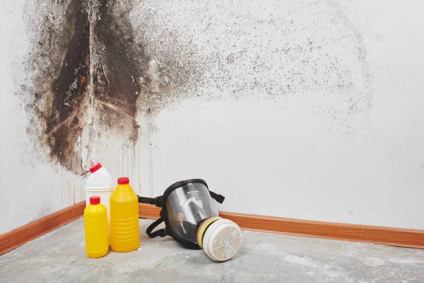 Best Residential Mold Removal  in Hammond, LA