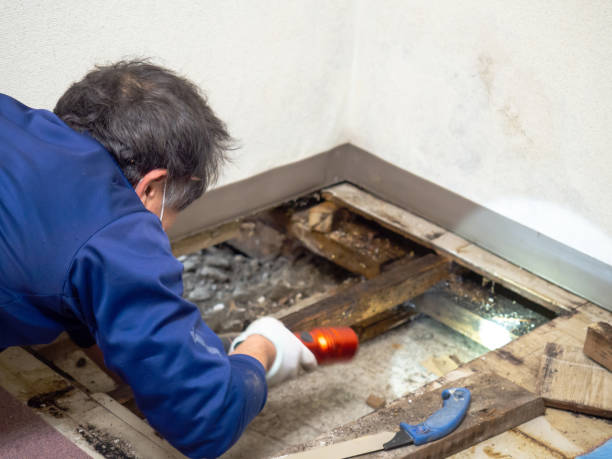 Best Mold Damage Repair  in Hammond, LA