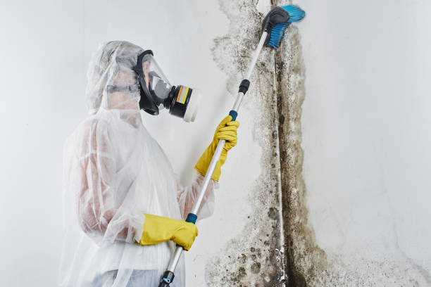 Mold Testing and Removal in Hammond, LA