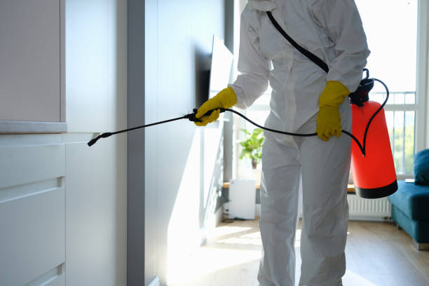 Best Same-Day Mold Removal  in Hammond, LA