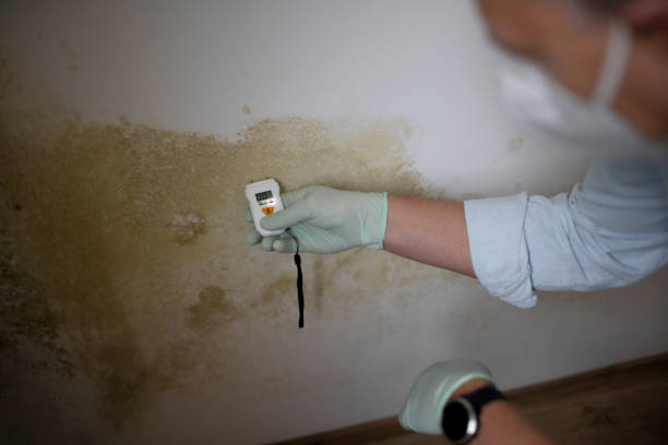 Best Professional Mold Removal  in Hammond, LA