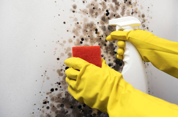 Professional Mold Removal in Hammond, LA