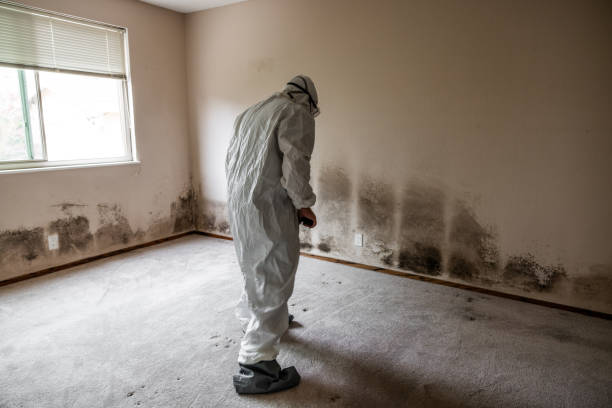 Best Attic Mold Removal  in Hammond, LA