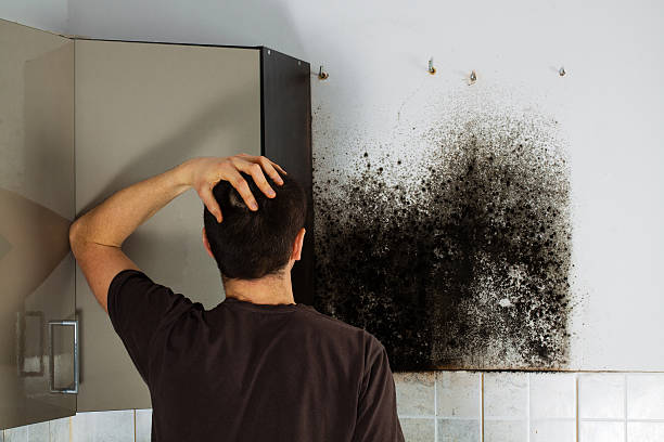 Best Crawl Space Mold Removal  in Hammond, LA