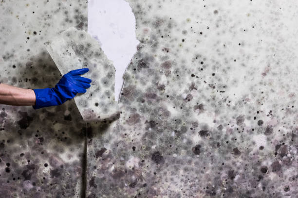 Best Fast Mold Removal  in Hammond, LA